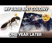 Aunty Ants