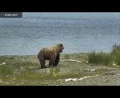 Explore Bears u0026 Bison