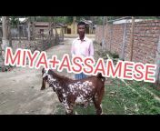 Assam goat farm kharupetia