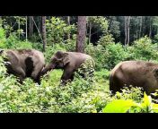 Figo gajah alam