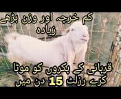 Karachi Goat farm