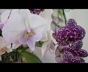 Уютные орхидеи и не только