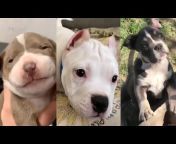 Pitbulls Being Wholesome