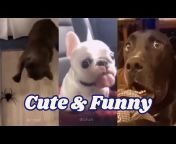 Cute and Funny pets