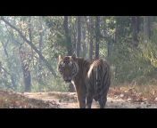 Rajeev De Roy - Wildlife u0026 Nature
