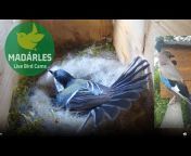 Madarles - Live Bird Cams