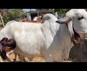 Milking Videos