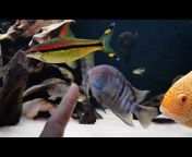 Aquarium Obsession