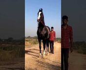 The Horses Of India