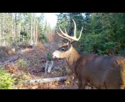 Maine Wildlife Trail Videos