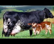 Agriculture u0026 Dairy Farming