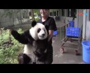 Adorable Panda