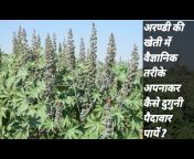 कृषि जगत Achalsingh Devraj