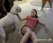 Download Film Bokep Orang Sm Hewan - video anjing dan manusia sex hot Videos - MyPornVid.fun
