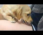 Daily life of a dachshund dog