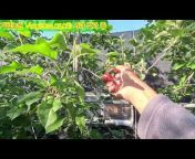 가람농원 Vlog(맛있는 황금 사과)