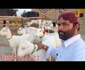 bismillah goat farm بسم اللہ گوٹ فارم