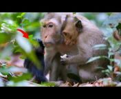 Vuthy Youn (Macaque Feeder)
