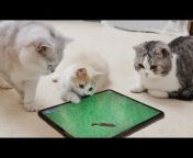 花花与三猫 Cat Live