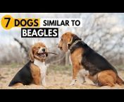 Beagle Care