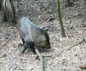 we saw this funny, cute group of javelinas at the zoo... they are so adorable but also fierce, as I understand it.nn(pron.