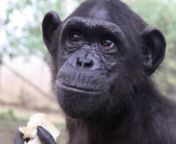 This amazing video documents the story of Wounda, one of the more than 160 chimpanzees living at the Jane Goodall Institute&#39;s Tchimpounga Chimpanzee Rehabilitation Center in the Republic of Congo.nnThanks to the expert care provided at Tchimpounga, Wounda overcame significant adversity and illness and was recently relocated to Tchindzoulou Island, one of three islands that are part of the newly expanded sanctuary.Dr. Jane Goodall was on hand to witness Wounda&#39;s emotional release, and now you