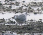 Caspian Gull (Larus cachinnans), 3cy+, 4.10.2013, Totten, Anholt from 3cy