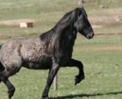 Amazing stallion prospect for sale! Fálki is born 2011. He is 5-gaited with stunning movements. His parents are Héðinn frá Feti and Fasta frá Hofi. Héðinn is a son of Klettur frá Hvammi (8.49) and Gerða frá Gerðum (8.02). Héðinn himself is a beautiful 5-gaited 1st prize stallion with amazing marks for ridden abilities: 9 for slow tölt, trot, pace, spirit, and general impression, and 8.5 for tölt, gallop and walk. His overall mark for ridden abilities is 8.8, for conformation 8.33,