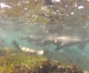 Nadando con lobos marinos en Isla Mosquera (Galápagos) from nadando