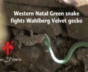 A 1m WESTERN NATAL GREEN SNAKE (non-venomous to humans) was seen before lunchtime in the rafters of the dining area at Zingela bush camp beside the Tugela River, KwaZulu-Natal, South Africa, on Saturday 12 January 2013. The snake discovered a very large and battle-worn WAHLBERG VELVET GECKO (Homopholis wahlbergii) (which I had seen a few times in the area previously). nnAfter attacking the gecko in the rafters, the snake and its prey fell to the floor. It&#39;s at that moment, with the gecko retalia
