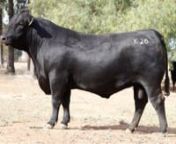 Granite Ridge Kaiser K26 is now available from Genetics Australia.nKaiser K26 was the &#36;52,000 top priced bull in the 2016 Granite Ridge bull sale and all time highest priced bull of any beef breed sold on property in South Australia. K26&#39;s dam is from the outstanding “Supreme” cow family at Granite Ridge Angus.nKaiser K26 offers a unique pedigree with no sacrifice on performance or carcase traits, he is is long bodied with great muscle shape and dimension, with sound feet and legs.nIf you ar