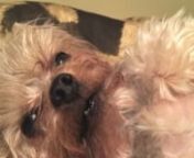 In memory of the sweetest dog baby Teddy Oso. My true love. 2005-2016nIn search of another yorkie to love and cuddle and actively looking please contact me luvlana@aol.com