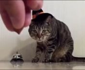 Дрессированный хозяин кормит кота по требованию from кормит