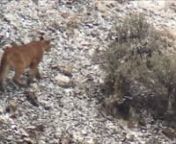 Part 2 YNP Cougar 03-25-2016 from ynp