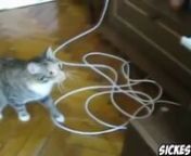 http://www.go-pro-tube.com/nTop 10 Countdown (Funny Cat Videos) 2014 HD This Funny Cat Videos &#124; Funny Footage of Cats Aside from funny and epic failures of humans from whatever activities that they do and are caught on tape, there are also other funny clips of animals especially cats that are caught on tape and could make any person burst into laughter. Just like the simple yet funny cat vines that you have seen on this video. If you have already watched the entire video, you may be laughing you