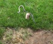 Snake caught Bunny (Baby Rabbit), then Rabbit fought with Snake and saved Bunny.