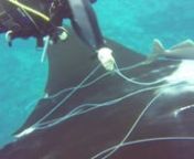 Undersea Hunter divers got a chance to be heroes last week at Cocos Island, when they stumbled across a gigantic manta ray tangled up in a mess of dangerous fishing line. Divemaster Brayan cut the manta free with a diving knife, and the manta was able to continue along its merry way unhindered. Way to go!!!!nnVideo filming by: Paul Slater and Don ShellhammernVideo editing by: Undersea Hunter cruse director Felipe