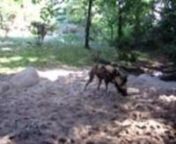 african wild dogs, check it.