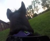 Lucy&#39;s first run with the GoPro. We will need to tighten her harness more for her next adventure.nnMusic: Vance Joy -