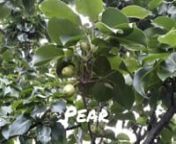 Vlog 8.0 ~ Summer have started in Melbourne and the tree in my backyard have started growing fruits on them. Apple, peach, fig, loquats and pear are the some of the fruite tree I have in my backyard. nI thought you will also love my fruit trees so I created this Vlog. Hope you like it. #appletree #peachtree #figtree #loquatstree #peartree #applemelbournennFor more video on lifestyle and culture of Melbourne city, subscribe our channel. Malvan, Konkan, Mumbai Te Melbourne #MukkamPostMelbourne #ko