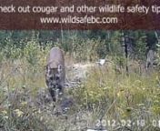 Cougars are present throughout most of BC and seldom come into conflict with humans, but when they do, it can be a terrifying experience. With the warm spring weather and more people heading out into nature it is a good idea to learn about these big cats by visiting www.wildsafebc.com.