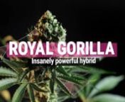 This Royal Gorilla video reviews the much loved characteristics of this particularly potent and wonderfully aromatic cannabis strain by Royal Queen Seeds.nnCome over to the Royal Queen Seeds website where you will find Royal Gorilla and a mouth-watering menu of other cannabis strainsnnRoyal Queen Seeds blog will help you to be aware of all the latest Cannabis News, growing articles, marijuana events, receipts and much more information related to Marijuana worldnnFOLLOW US ON SOCIAL MEDIAnnInstag