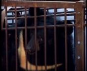 Gli orsi asiatici torturati per l&#39;estrazione della bile vengono liberati grazie all&#39;associazione Animal Asia Foundation.nMigliaia di orsi neri asiatici sono maltrattati e torturati per l&#39;estrazione della bile, rinchiusi in gabbie grandi quanto una bara per tutta la vita. Animals Asia Foundation li sta liberando e portando nei propri rifugi.