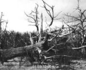 The American Chestnut Story (working title) - tells the dramatic epic tale of the tree that built America before vanishing from eastern forests. It is the greatest extinction of a species in our continent’s history. Four billion trees from Maine to Georgie succumbed to blight imported from Asia in 50 years. Now the beloved Chestnut is on the verge of rebirth through a combination of cutting edge science of genetic engineering, ancient agricultural techniques and human grit. The American Chestn