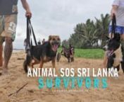 (ENG / FR) FRENCH SUBTITLES in or off click on cc on right corner siden(ENG) Meet Kim Cooling and all the Animal SOS Sri Lanka crew who set up an amazing sanctuary in the Sri Lankan jungle for more than 1300 survivors stray dogs and cats. Follow the team members while they do daily cares, rehabilitation of the disabled dogs, feeding the pack, emergency rescues, educationnal programs, neutering and vaccinating and more... n(FR) Partez à la rencontre de Kim Cooling et de l&#39;équipe d&#39;Animal SOS Sr