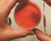 Red Coral Fluffy Slime 😍😍😍nnEXTRA SHAVING CREAM n😍😘😍💖💖😍💖😘n~~~~~~~~~~~~~~~~~~~~~~~~~~~~~~~~~~~~~n#asmr #asmrslime #asmrtingles #asmrsounds #slime #slimevideo #slimerecipe #glossyslime