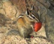 This chipmunk is just loving the strawberry! Yum! Yum!!