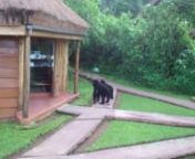 A family of gorillas arrive in camp at Sanctuary Gorilla Forest Camp in Uganda.nVideo filmed by the Camp Manager Ian Sendagala from the main guest area of the lodge.