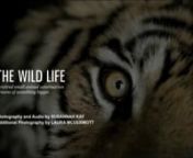 THE WILD LIFEnA retired small animal veterinarian dreams of something bigger.nnCreated by Susannah Kay and Laura McDermottnnDr. Jim Galvin wasn&#39;t born to sit around and do nothing. At age 60, the veterinarian decided to do something a little more exciting with his retirement: he bought 80 acres and set to work opening a tiger sanctuary in rural Ohio.nnSee full story at:http://2011.soulofathens.com/our-dreams-are-different/the-wild-life-1.htmlnnTRANSCRIPT:nnBECKY:Jim was the one with the real