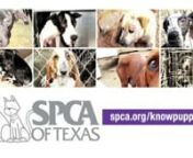 Regional Commercial Spot for the SPCA of Texas. www.spca.org/knowpuppymillsnnProduced by: Coffee Productions, Inc.nLuke Coffee &amp; Andrew HudsonnnDirected by: Luke CoffeenDirector of Photography- Andrew HudsonnEditor- Jack Pyland V.nnAd Agency: The Marketing ArmnLeo Santos – Creative DirectornBecky Frolker – Associate Creative DirectornLinda Snorina – Art DirectornChase Rodriguez – CopywriternTrina Roffino – Account ServicesnSunny Bandy – Account ServicesnCarolyn Schneider – Medi